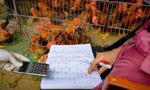 Giá lợn hơi xuống đáy, triệu hộ chăn nuôi 'còng lưng' gánh lỗ