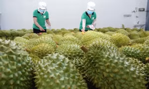 Cơ hội lớn tăng xuất khẩu rau quả sang Trung Quốc