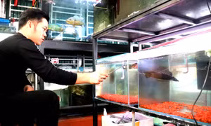 Giải trí, giảm stress nhờ thú chơi cá cảnh 