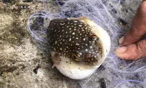 Ngộ độc do ăn cá nóc