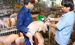 Thủ tướng yêu cầu ngăn chặn nhập lậu động vật, kiểm soát dịch bệnh chăn nuôi