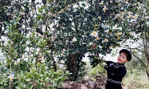 Hoa sở hát tình ca