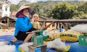 Hối hả vào vụ miến dong Đại Dực