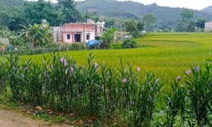 Cải thiện môi trường sống từ “5 không, 3 sạch”