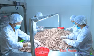 Bài 3: Nâng tầm giá trị hạt điều Bình Phước 