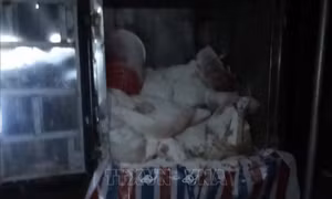 Đắk Nông: Phát hiện vụ mổ lợn đã chết, thịt bốc mùi hôi thối