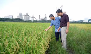 Nâng cao chất lượng đội ngũ bí thư chi bộ, trưởng thôn, khu