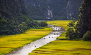 Tam Cốc mùa lúa chín