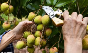 6 công dụng của quả vải với sức khỏe