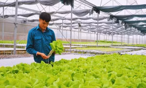 Quảng Yên phát triển thương hiệu rau an toàn