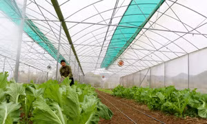 Bình Liêu - Tiếp sức cho sản xuất, tiêu thụ sản phẩm OCOP