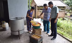 Triệu phú từ nuôi ong 