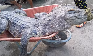 Bắt 4 con cá sấu ở vùng ven Sài Gòn
