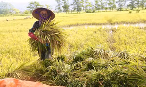 Ngành Nông nghiệp quyết tâm giữ vững đà tăng trưởng 