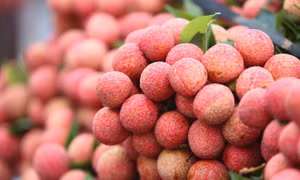 Quả vải “ngồi” máy bay, lên sàn thương mại điện tử: Chủ động tiêu thụ không chờ giải cứu