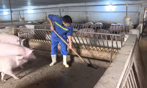 Giải pháp thiết thực phòng chống dịch bệnh