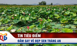 Đắm say vẻ đẹp sen Tràng An