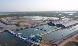 Hấp dẫn Đồng Rui