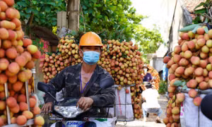 Bắc Giang có ngày bán tới 9.000 tấn vải