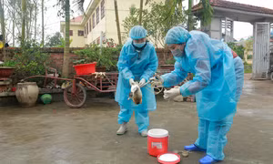 Bất cập của hệ thống thú y cơ sở