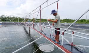 Phường Trưng Vương: Đổi thay sau sáp nhập