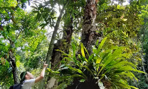 Ngàn Chi - "Kho báu" của núi rừng Bình Liêu