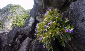 Ngắm hoa trên Vịnh Hạ Long