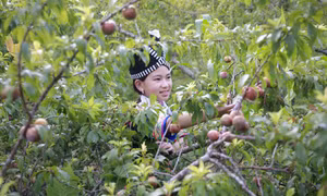 Thung lũng mận tam hoa ở Nghệ An vào vụ