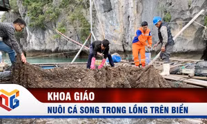 Nuôi cá song trong lồng trên biển