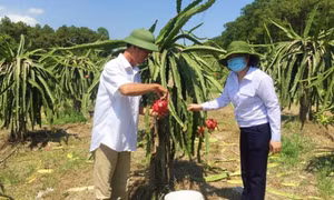 Quản lý mã số vùng trồng: "Giấy thông hành về chất lượng" cho nông sản 