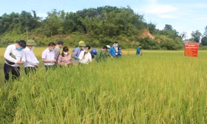 Huyện Đầm Hà kiên trì thực hiện mục tiêu kép