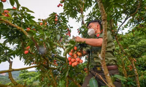 Bắc Giang thiếu lao động thu hoạch vải thiều