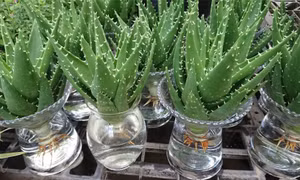 7 loại cây dễ trồng trong nhà vừa lọc sạch không khí lại làm thuốc chữa bệnh