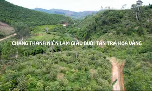 Chàng thanh niên làm giàu dưới tán trà hoa vàng