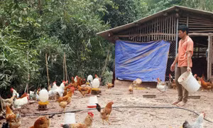 Thoát nghèo, làm giàu nhờ nuôi gà Tiên Yên