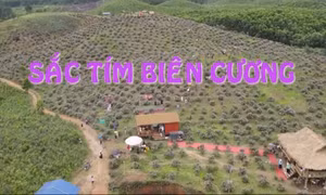 Sắc tím biên cương