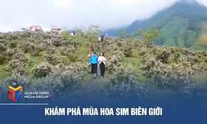 Khám phá mùa hoa Sim biên giới