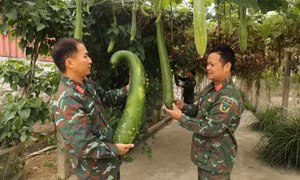 Ban CHQS TP Đông Triều: Tăng gia giỏi, nuôi quân tốt 