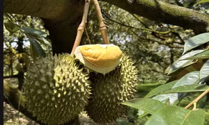 Giá sầu riêng lao dốc