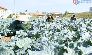 LLVT tỉnh Qảng Ninh: Thực hiện tốt phong trào thi đua "Ngành Hậu cần quân đội làm theo lời Bác Hồ dạy"