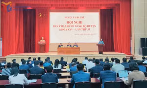Ba Chẽ: Trồng rừng tập trung đạt hơn 4.000ha