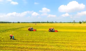 Chú trọng xuất khẩu gạo chất lượng cao