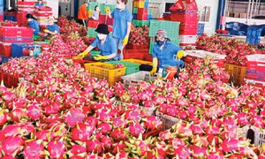 Thanh long bất ngờ soán ngôi 'vua' trái cây Việt Nam