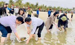 TP Hạ Long: Thả 200.000 cá giống tái tạo nguồn lợi thủy sản