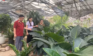 Phát huy hiệu quả của các tổ tiết kiệm và vay vốn