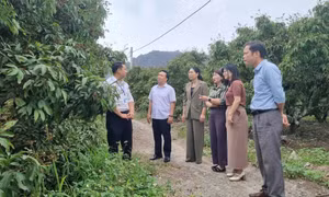 Hướng đi bền vững vì mục tiêu nông dân giàu có