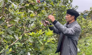 TP Hạ Long: Xây dựng NTM gắn với thu hẹp khoảng cách vùng miền