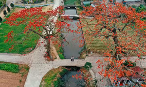 Hoa gạo nở khắp làng quê Thái Bình