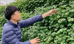 Triển vọng từ các mô hình nông nghiệp hữu cơ
