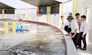 TP Cẩm Phả: Áp dụng công nghệ vào nuôi tôm cho năng suất cao